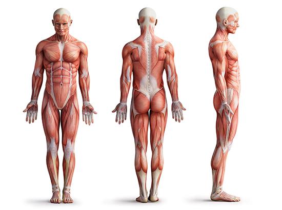 illustration av kroppens muskler på en man från flera vinklar: framifrån, bakifrån och från sidan