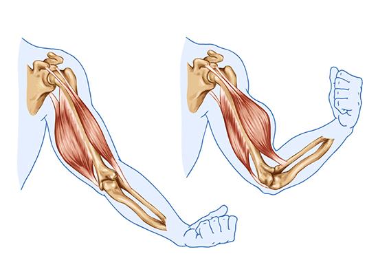 illustration av hur biceps, en av kroppens muskler, arbetar