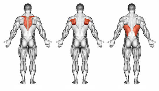 en illustration av ryggens muskler kappmuskeln, breda ryggmuskeln och rotatorkuffen