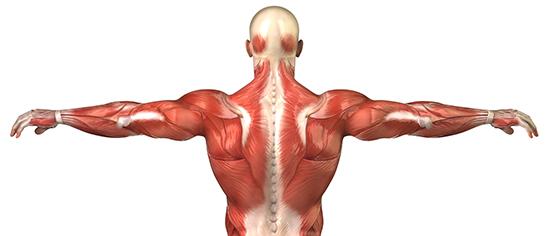 illustration av musklerna i ryggen