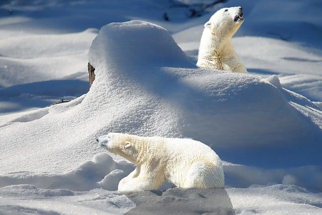 Encounter free-roaming polar bears in Churchill, Manitoba.